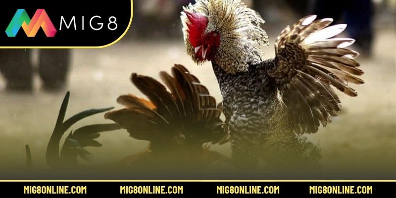 3 hình thức đá gà online phổ biến và cách chơi hiệu quả