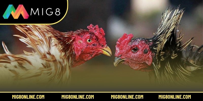 3 lưu ý khi trải nghiệm đá gà