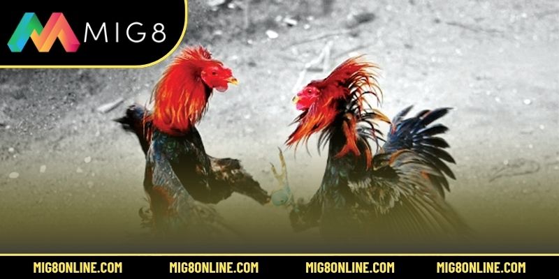 4 chiến thuật khi chơi live đá gà Thomo tại nhà cái