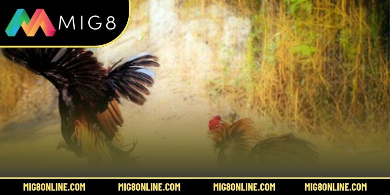 4 mẹo chơi đá gà 6/7 hiệu quả tại MIG8