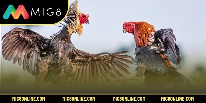 Tổng hợp 5 hình thức đá gà MIG8 hot nhất