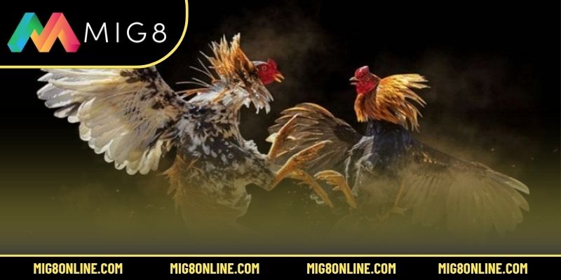 5 Ưu điểm khi tham gia đá gà 6/7 tại MIG8