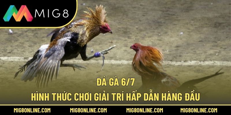 Đá Gà 6/7 – Hình Thức Chơi Giải Trí Hấp Dẫn Hàng Đầu