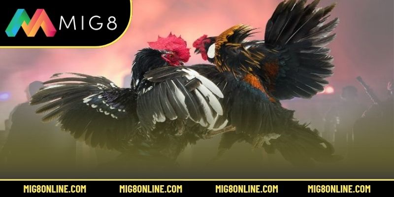 Đá gà 6/7 là hình thức gì?