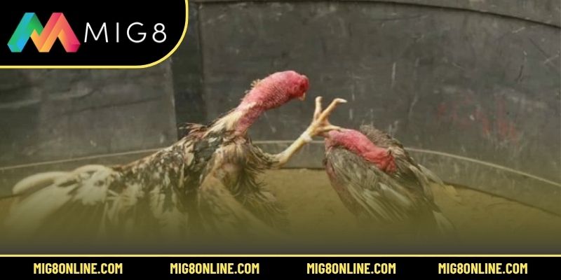 Hướng dẫn theo dõi đấu gà bình luận tại nhà cái