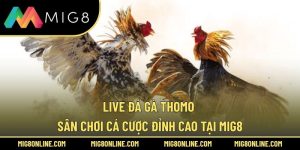 Live Đá Gà Thomo – Sân Chơi Cá Cược Đỉnh Cao Tại MIG8