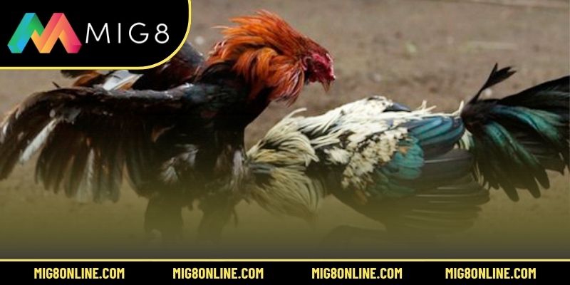 Phân tích các loại cược và cách có thêm lợi nhuận