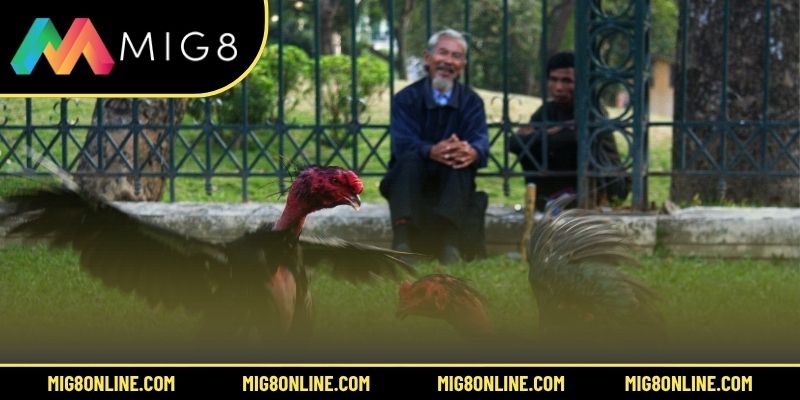 Sơ lược về live đá gà Thomo