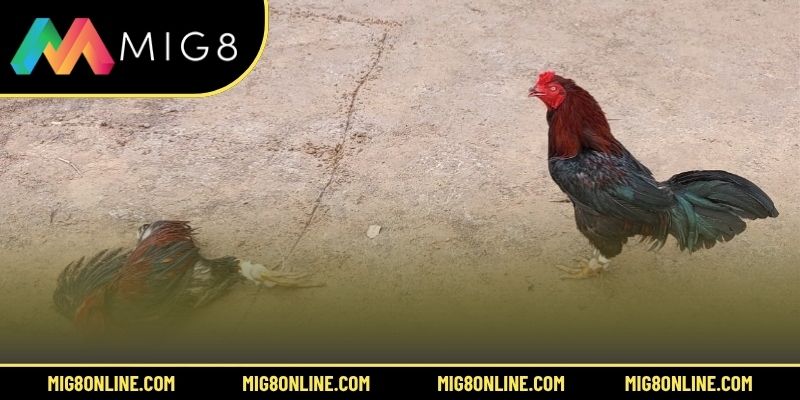 Ưu điểm của hình thức đá gà online là gì?