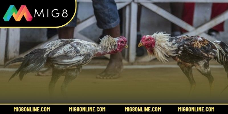 Lợi ích khi xem đá gà bình luận