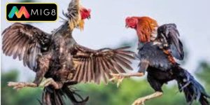 Đá Gà Campuchia - Đỉnh Cao Giải Trí Thomo Uy Tín Nhất