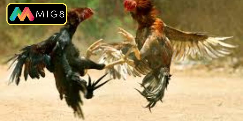 Khám phá các phương thức chọi kê kịch tính