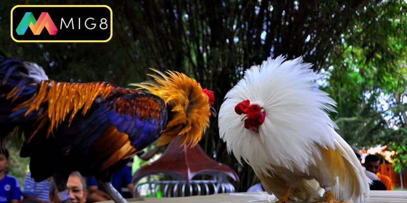 Kinh nghiệm soi kèo chuẩn xác cho kê thủ