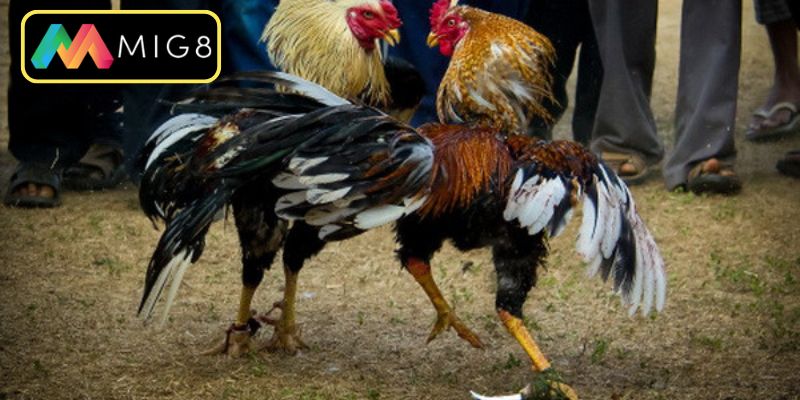 Tìm hiểu đặc trưng riêng biệt của chọi kê Thomo